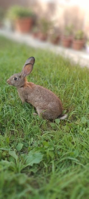 Quyonlar sotilad Прадаютса кролики