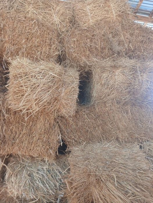 Продам срочно солому пшеничная в тюках.