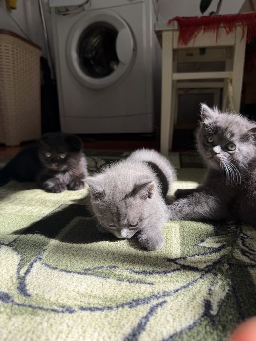 Продам шотландских  котят