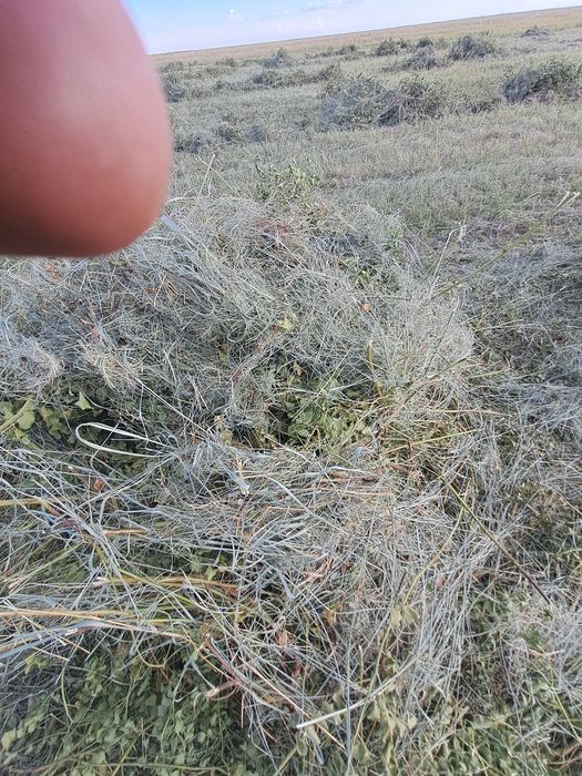 Сено в тюках житняк,  разнотравие.