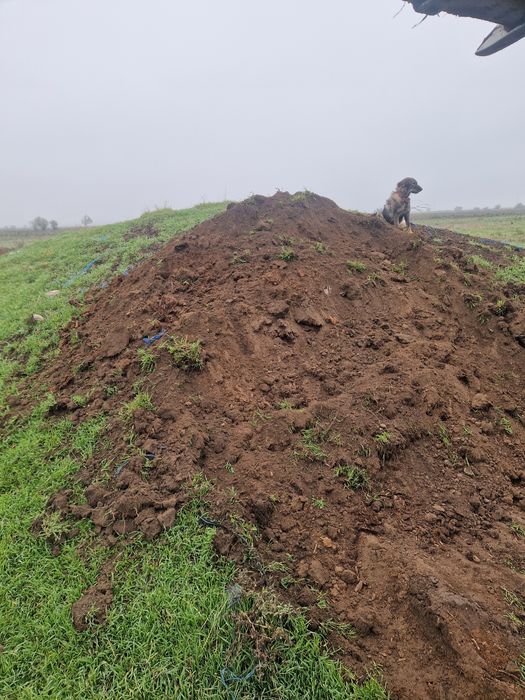 Gunoi putred bovine vechi de aproximativ 10 ani.Mrarita.