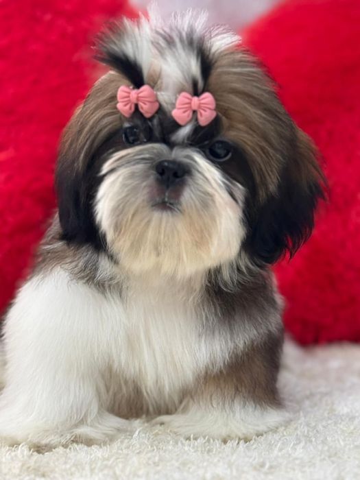 Ши-тцу кукольные девочки