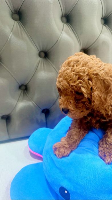 Той пудел момче Тoy poodle