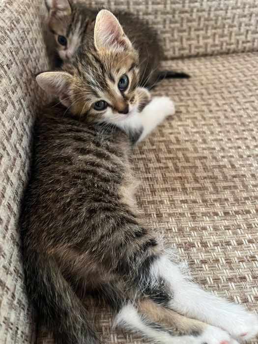 Котята  в добрые руки