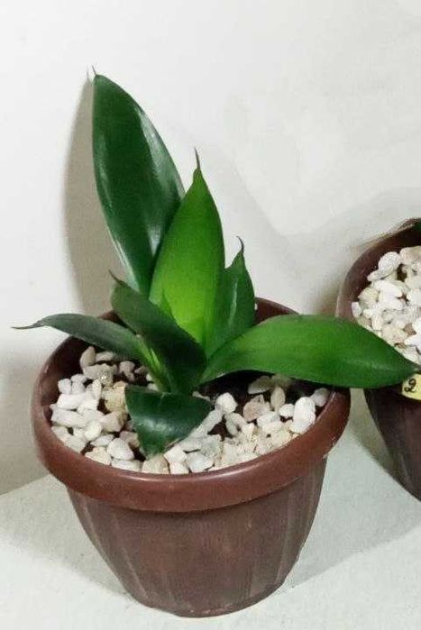 Продам.  Сансевиерия - чемпион по производству кислорода.