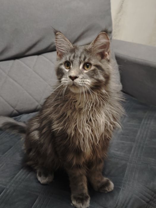 Мальчики Мейн Кунчики