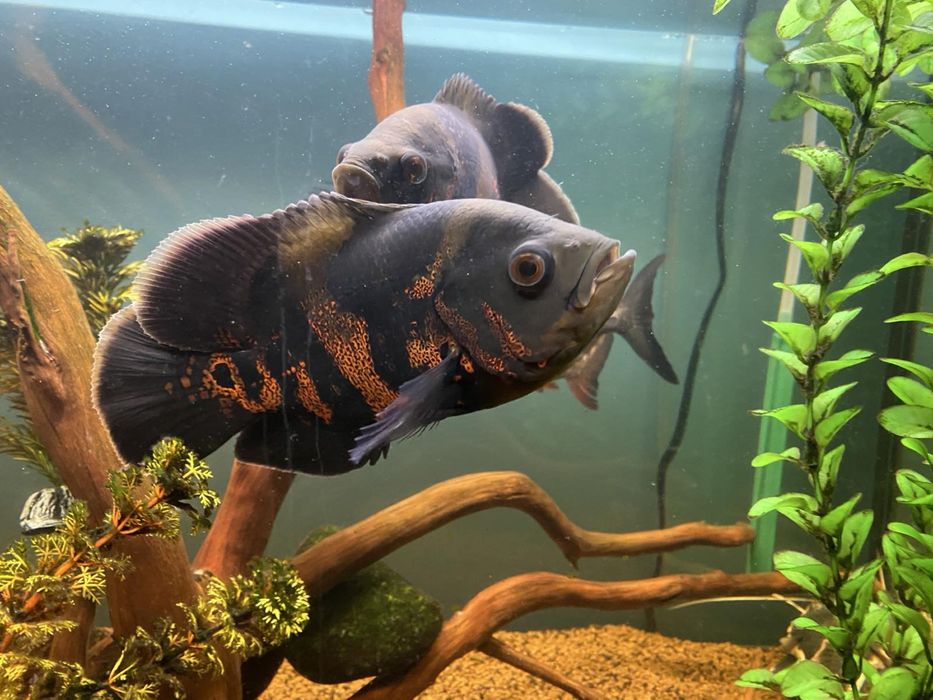 Продавам аквариумни рибки