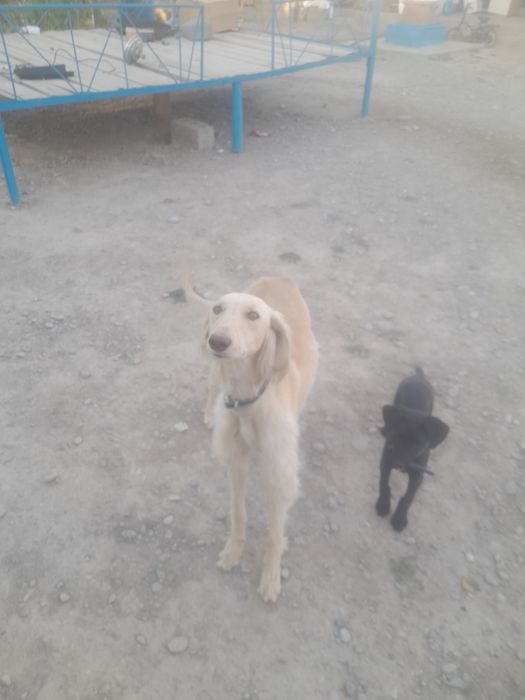 Тазы сатылады бір екірет шыққан