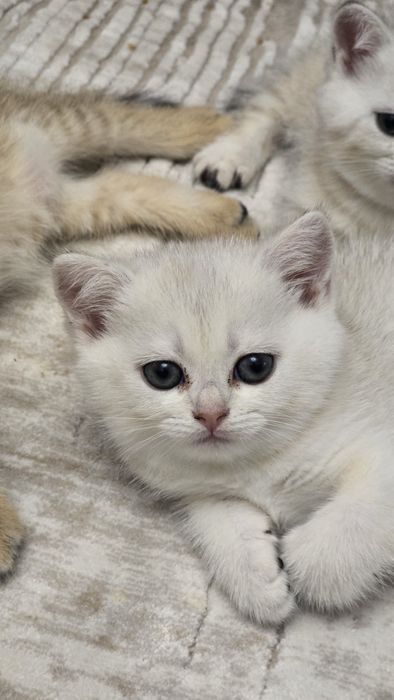 Продаются породистые котята (британская/шотландская линия)