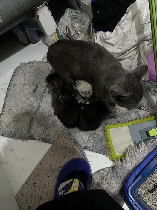 Отдам котят бесплатно