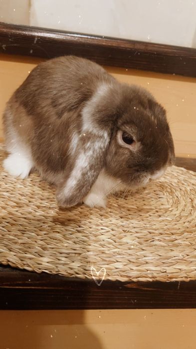 Отдам кролика. Вислоухий баран, активная и ласковая.