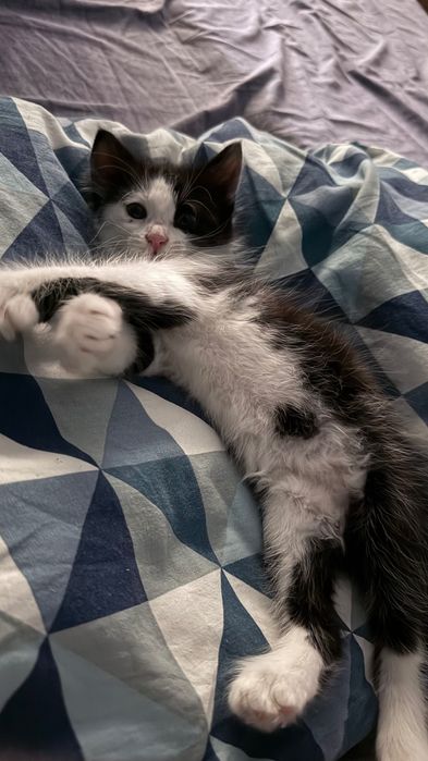 Котенка в добрые руки !