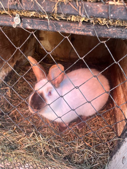 vând iepuri californian!