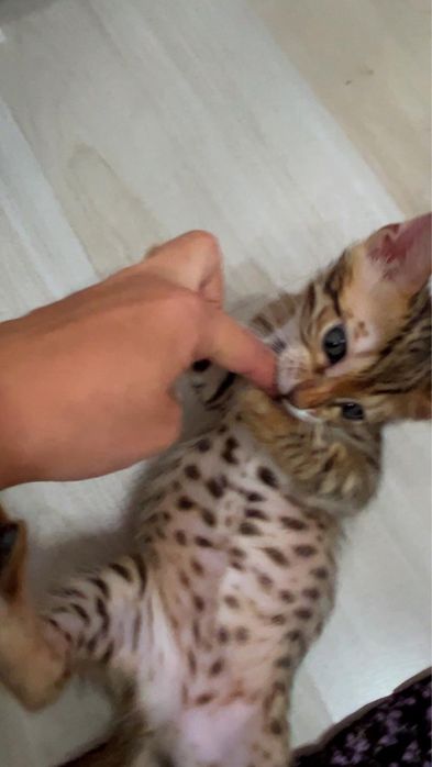 Бенгальский котенок