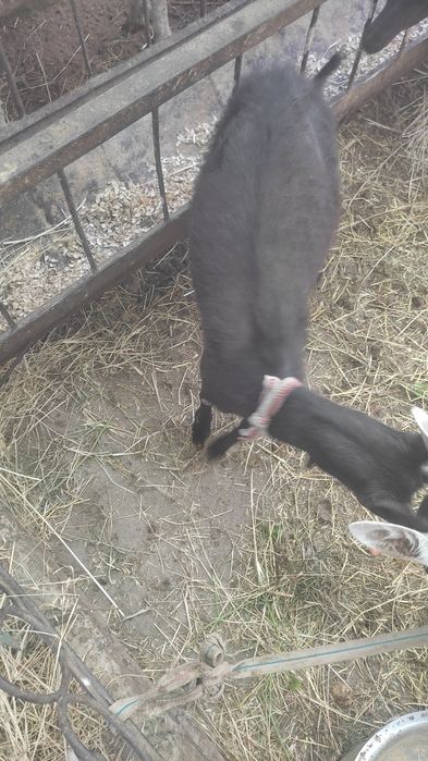 Мурсия ечкиси сотилади