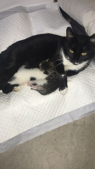 Ofer spre adoptie responsabila, gratuit, 3 feline, mama cu doi pui