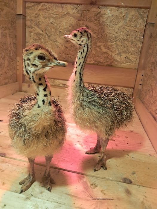 Pui de struț african