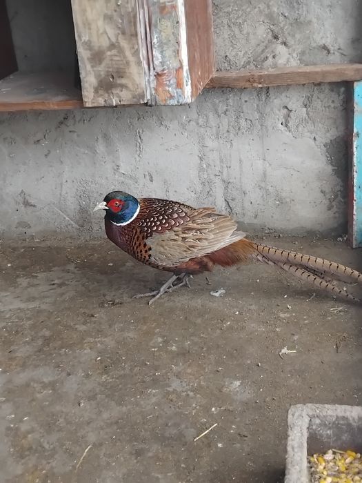 Disponibila perechie fazani 2025