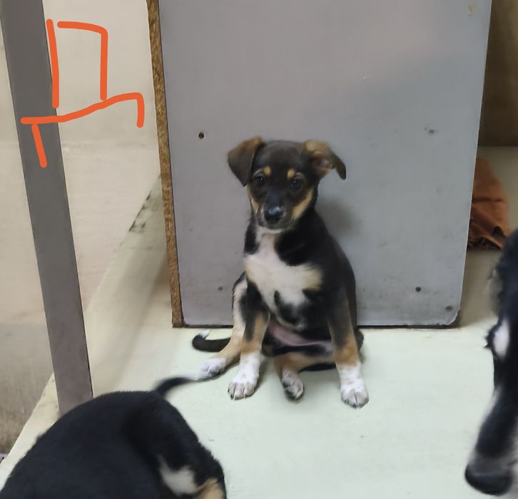 Бесплатно отдам щенка