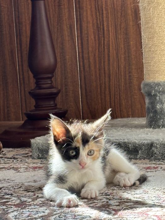 Отдам котят в добрые руки