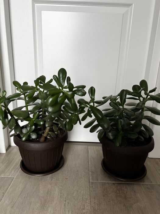 Arbore de jad sau pomul banului…