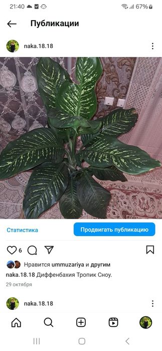 Домашние цветы Мырзакент