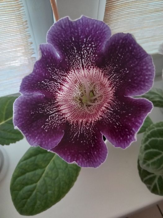 Продам глоксинии