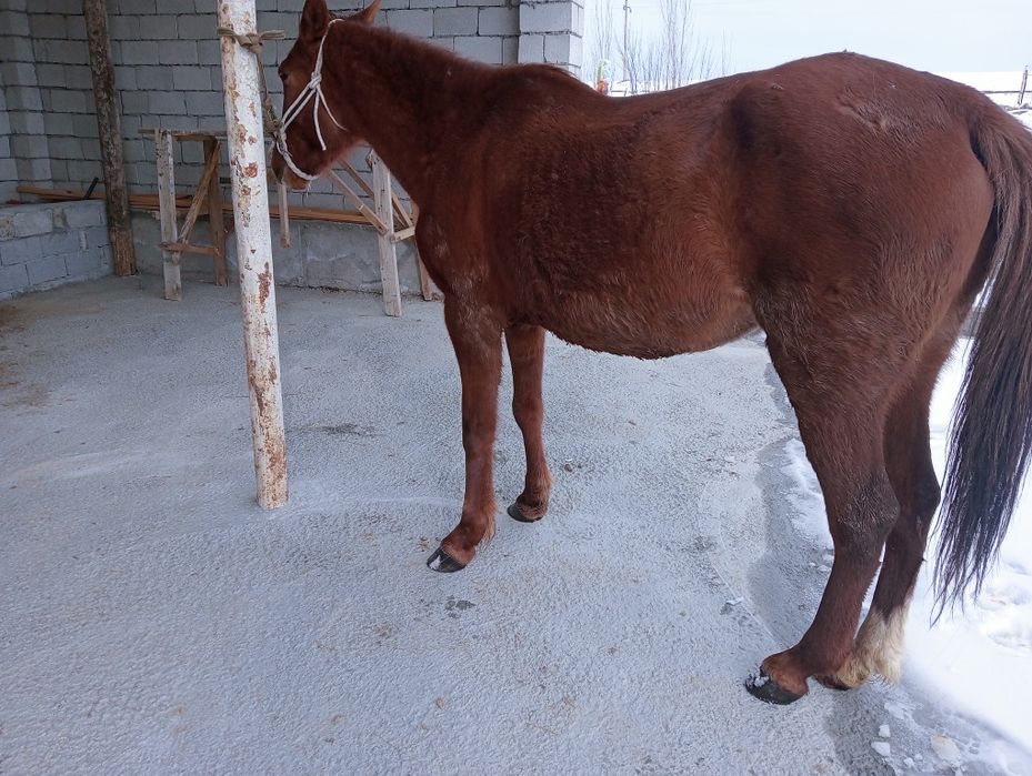 Сауын буаз жас биелер