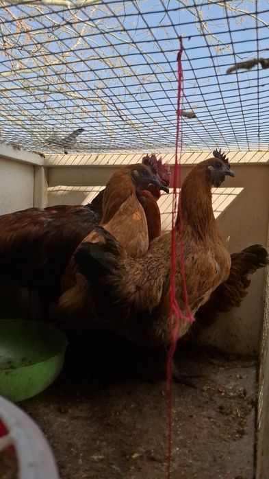 Лакеданзе молодая семейка