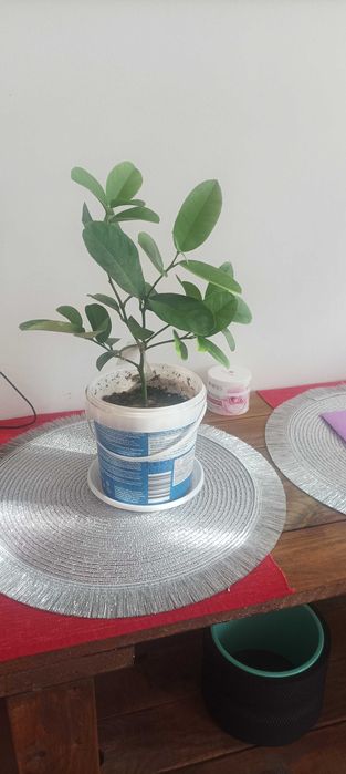 Цитрусови растения