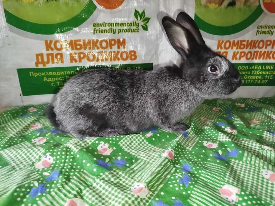 Полтавский серебро