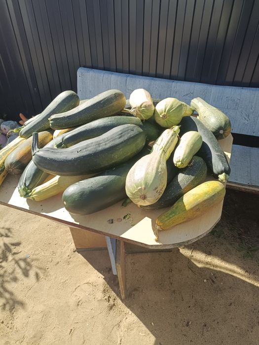 Продам кабачки с огорода.