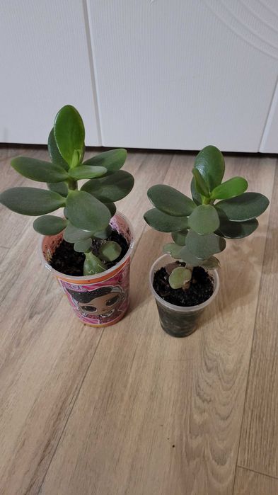 Продам денежное дерево, молочай,колеус,алое