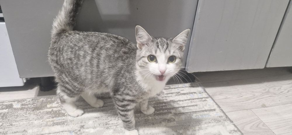 Котенок кошка отдам