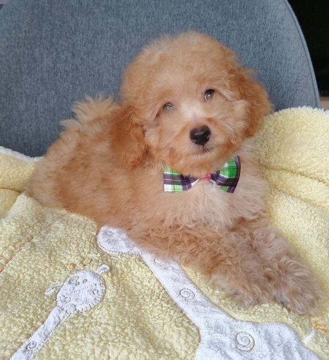 Мини пудел/Mini poodle