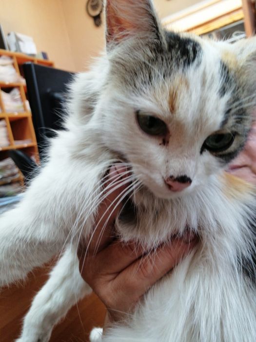 Ласковая кошечка подросток ищет дом