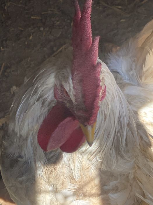 Xoroz bor yaxsh yidi