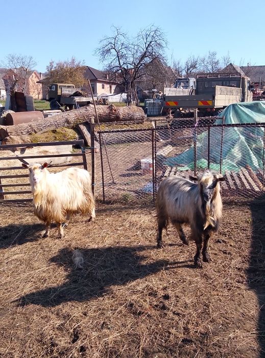 Doi țapi disponibili.   Se dau și câte unu