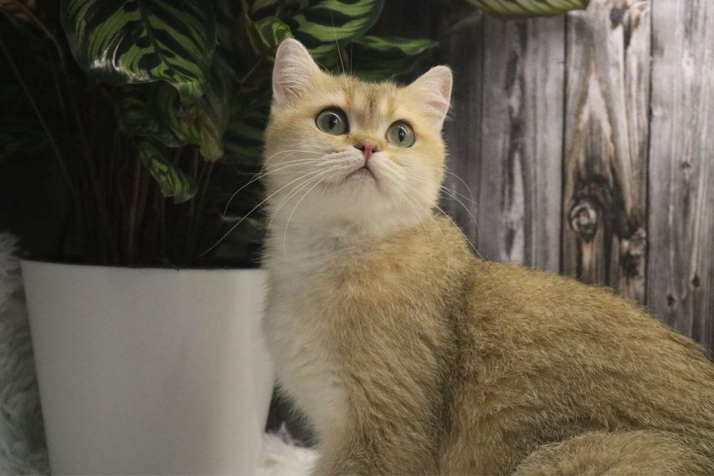 Девочка британка чистокровная