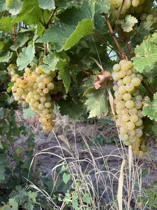 Vând struguri de vin