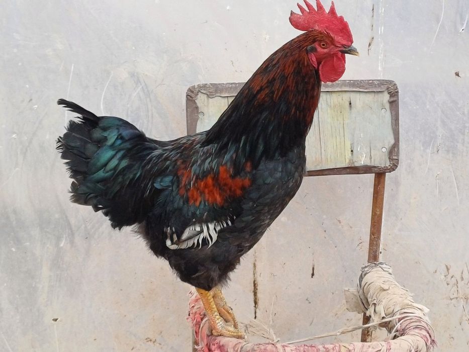 Қора шаҳзода тухуми ва хўрозлари сотилади