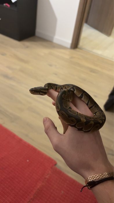 Vand pui piton regal!