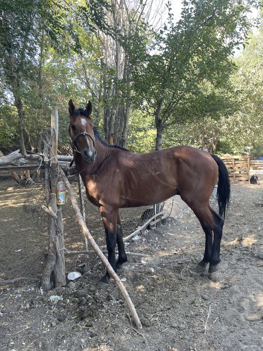 Айгыр сатылад 4 жасар