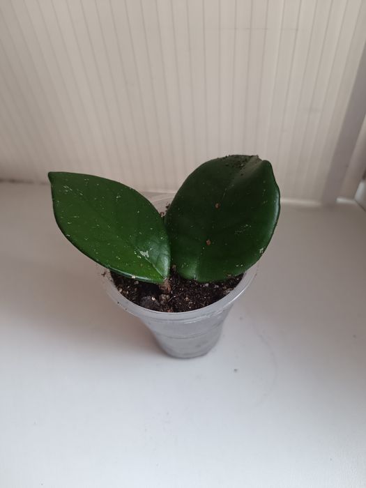 Продаю обои ширина 1.06