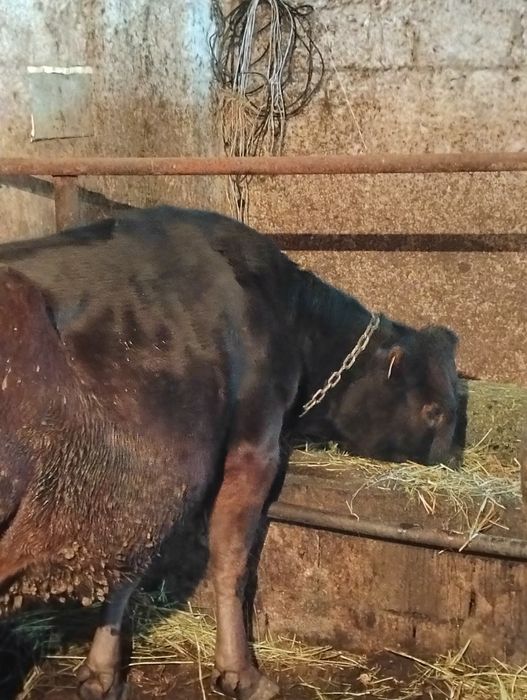 Сельхозживотное карова