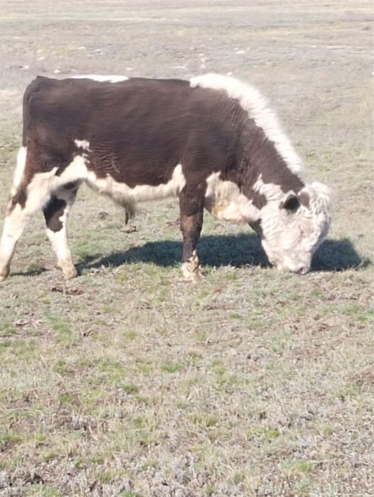 Продам бычков больших