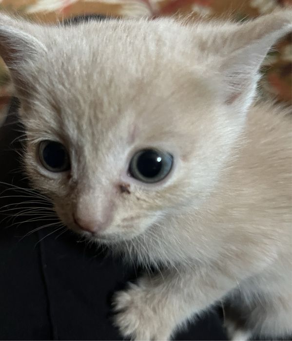 Отдам котенка в добрые руки