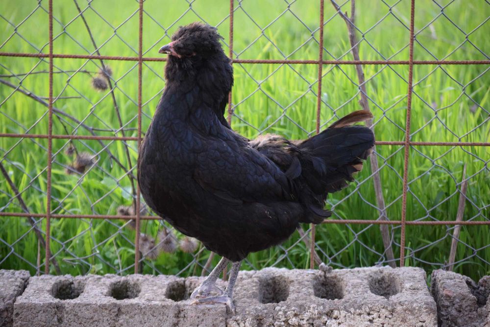 British Araucana Lavender