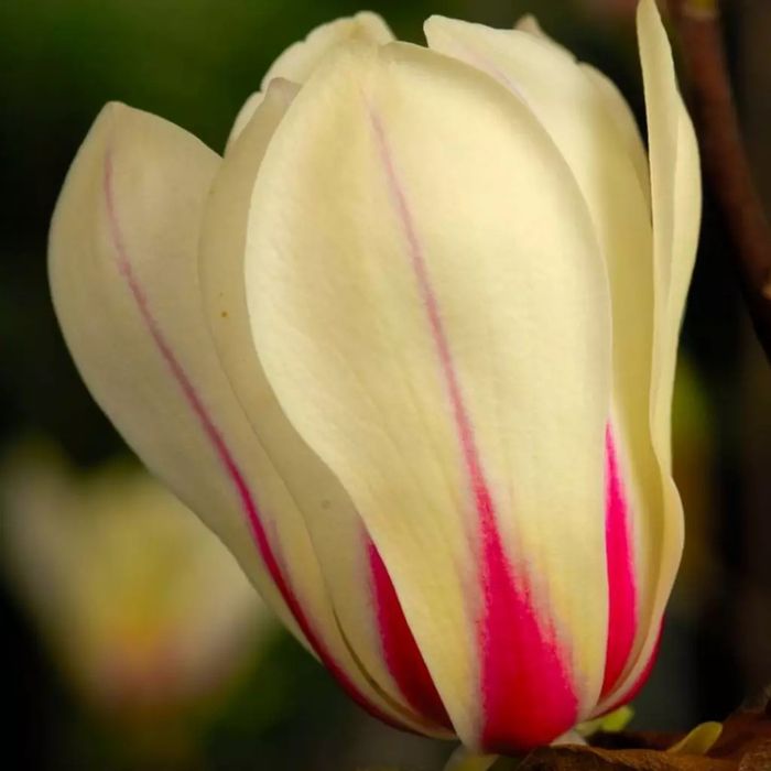 Magnolia Blue Opal