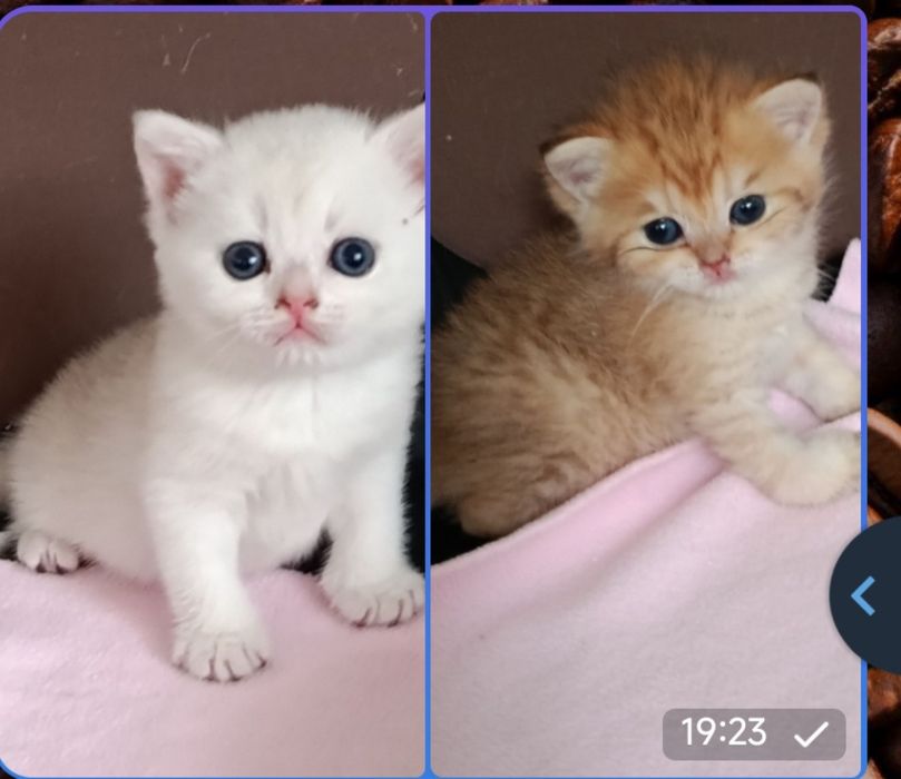 Британские котята